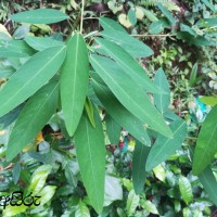 Codariocalyx motorius (Houtt.) H.Ohashi